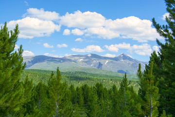 Fototapeta premium forest mountains pass Ulaganskiy. Altai, Russia