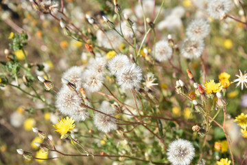 Crépis fétide en été au jardin