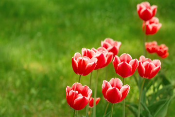 Red tulips have a white border. Group of tulips on green blurred background. Summer background with blurs and refelctions.