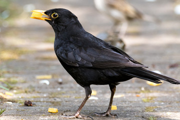 Blackbird with cheese