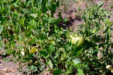 a green tomatos in a garden