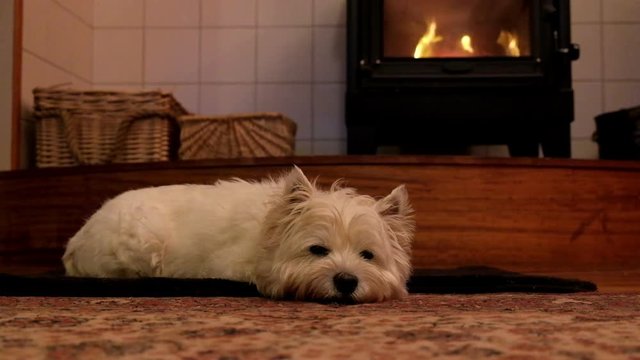 West highland white terrier dog relaxing indoors in front of woodburner fire on rug in New Zealand NZ