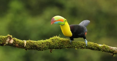 Keel-billed Toucan, Ramphastos sulfuratus, sitting on the branch in the forest. Bird with big bill. Wildlife scene from tropic nature. Birdwatching of Costa Rica, Central America