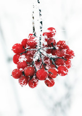 Winter Frozen Viburnum Under Snow. Viburnum In The Snow.