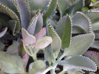 The pattern leaves of Kalanchoe Pinnata Plant. it is a many benefits herb.