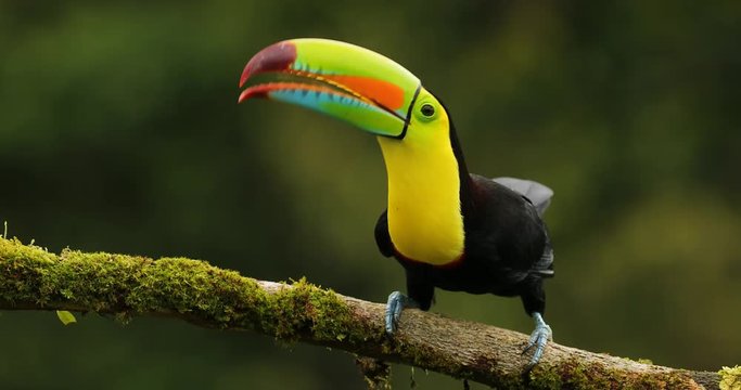 Keel-billed Toucan, Ramphastos sulfuratus, sitting on the branch in the forest. Bird with big bill. Wildlife scene from tropic nature. Birdwatching of Costa Rica, Central America