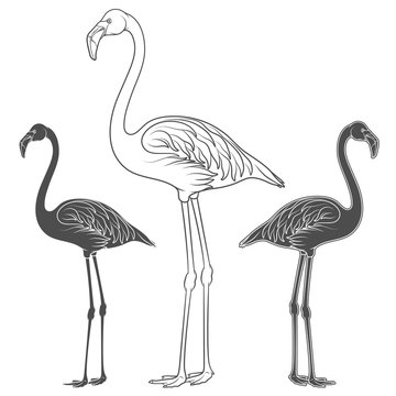 Set of illustrations of flamingos. Isolated vector black and white objects on white background.