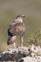 Bonelli's eagle_27