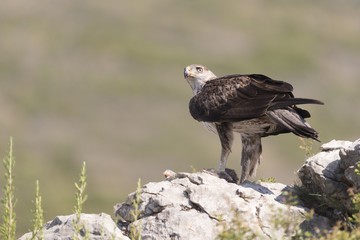 Bonelli's eagle_26
