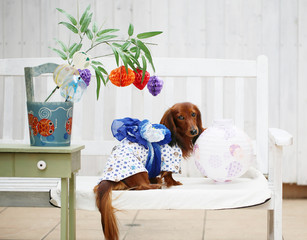 七夕を楽しむダックスフンド