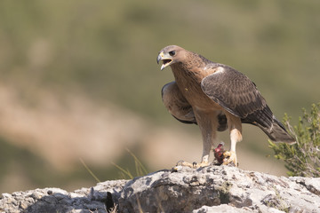 Bonelli's eagle_24