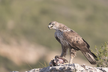 Bonelli's eagle_22