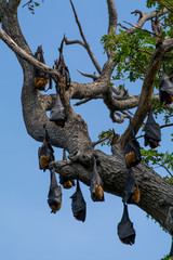 Fototapeta na wymiar Low Angle View of Flying Fox Sleeping Hanging on a Tree