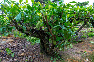 Close Up View of Ceylon Tea Plant