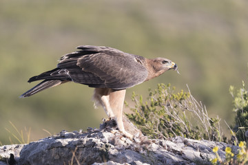 Bonelli's eagle_19