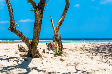 Scenics View of Tropical Beach