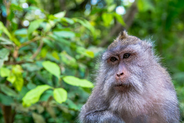 Portrait of Monkey Against Jungle