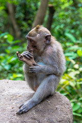 Close Up View of Monkey Seated Against Jungle