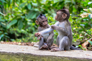 Close Up VIew of Young Monkeys Seated on Jungle