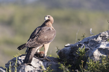 Bonelli's eagle_16