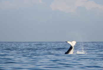 Fototapeta premium Saison baleine de l'île de la Réunion 2017 - Baleine et baleineau