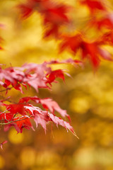 Red and Orange Autumn Leaves Background