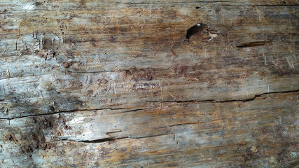 Naklejka premium Barkless shabby wooden texture with cracks and knots