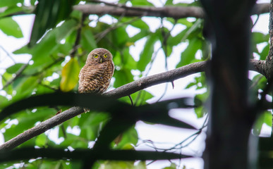 Asian Barred Owlet 