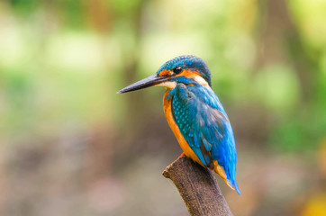Common Kingfisher