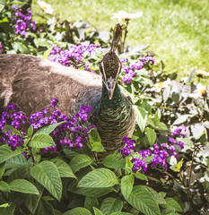Peahen in a park walking among flowers