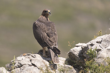 Fototapeta premium Bonelli's eagle_07
