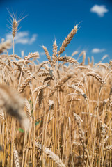 Ears of wheat growing on the field
