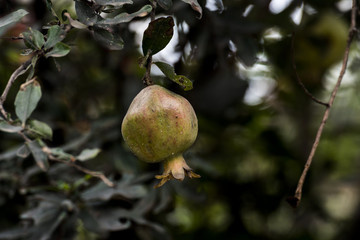 Ripe pomegranate fruit on tree branch in Addis Ababa, Ethiopia