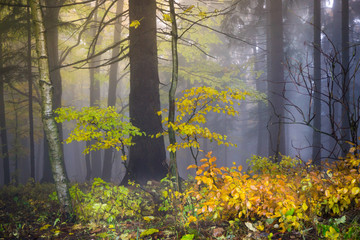 Mysterious autumn forest with different color trees and dense fog in Czech Republic, Europe