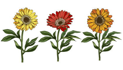 Three hand drawn yellow and red daisy flower with stem and leaves isolated on white background. Botanical vector illustration