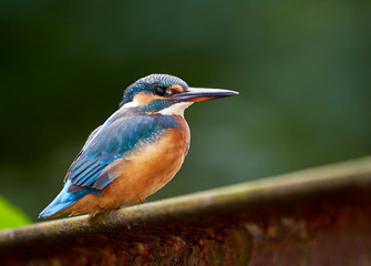 EIsvogel Portrait