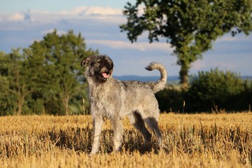 Riesenschnauzer im Stoppelfeld