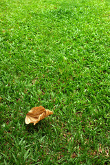 GRASS WITH DRIED LEAF
Dried leaf on the green grass. 