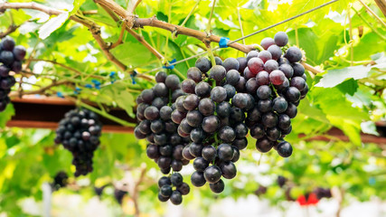 Bunches of ripe grapes in a vineyard.