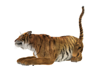 3D Rendering Big Cat Tiger on White