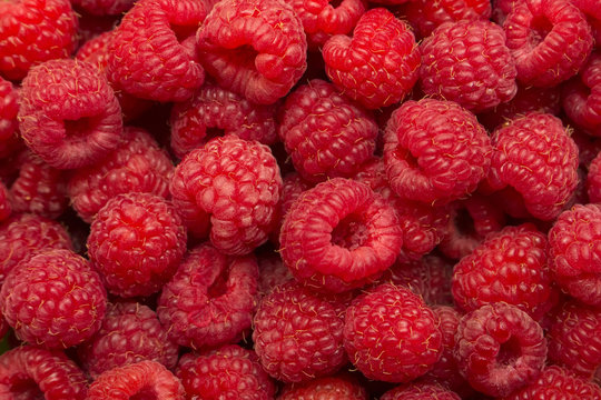 Fresh juicy raspberries in a bowl, delicious colorful summer background