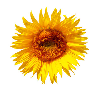 Sonnenblume freigestellt auf weissem Hintergrund - sunflower, free object