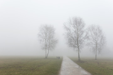 Fototapeta na wymiar Herbst, Spätherbst, Bäume, Nebel
