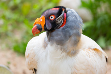Close-up of a King Vulture (Sarcoramphus Papa)