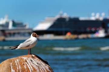 Seagull on a sea shore against big cruise ship in background