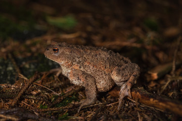 Toad on the forest floor