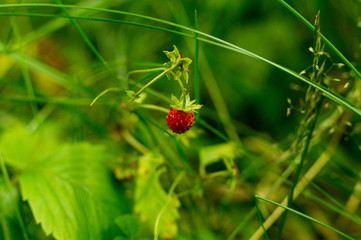 wild strawberry in the forest. nature, abstract.