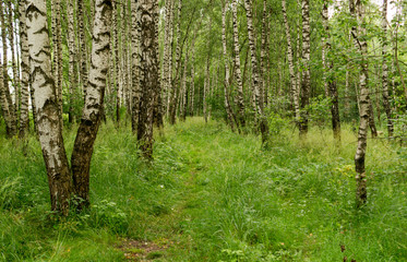 Fototapeta na wymiar Path through birch grove at summer. background, nature.