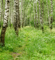 Obraz premium Path through birch grove at summer. background, nature.