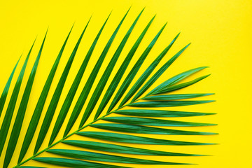 Fototapeta premium Tropical palm leaves on pastel color background.Jungle leaf close up.Botanical nature concept.Floral elements design,Green foliage